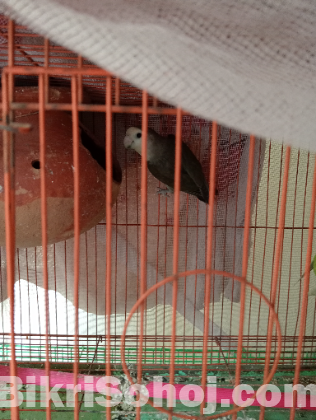 লাভ বার্ড রানিং